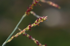 Urochloa serrata