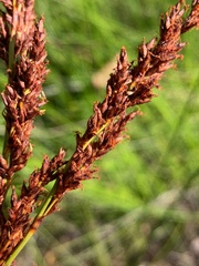 Machaerina teretifolia