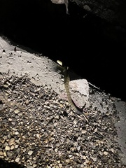 Crotalus molossus molossus