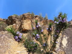 Psoralea sordida