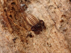 Rhacochelifer maculatus