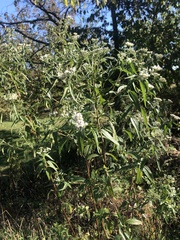 Eupatorium