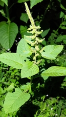 Amaranthus