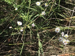 Symphyotrichum