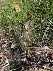 Machaerina teretifolia