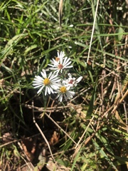 Symphyotrichum