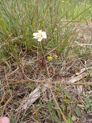 Ursinia