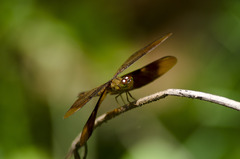 Neurothemis fulvia