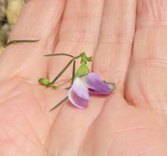 Psoralea sordida