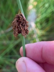 Chorizandra cymbaria