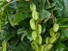 Dioscorea bulbifera