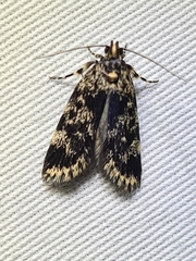Barea codrella