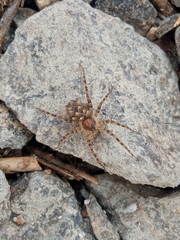 Arctosa perita