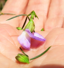 Psoralea sordida