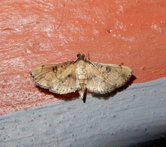 Nacoleia charesalis