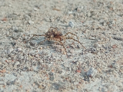 Arctosa perita