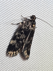 Barea codrella
