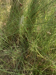 Chorizandra cymbaria