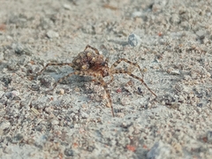 Arctosa perita