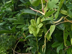 Dioscorea bulbifera