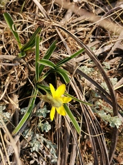 Hypoxis obtusa