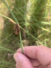 Chorizandra cymbaria