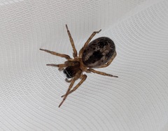 Amaurobius