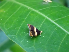 Choreutis basalis