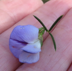 Psoralea sordida