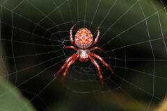 Salsa brisbanae