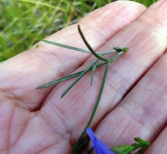 Psoralea sordida