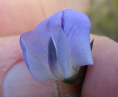 Psoralea sordida