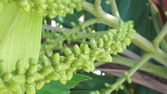 Ptychosperma macarthurii