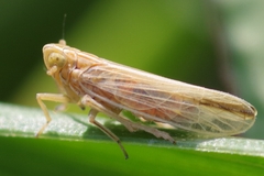 Stenocranus minutus