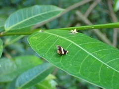 Choreutis basalis
