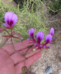 Pelargonium multicaule multicaule