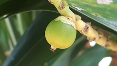 Ptychosperma macarthurii