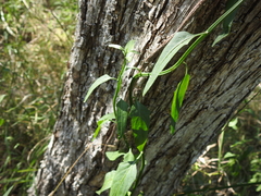 Solanum amygdalifolium