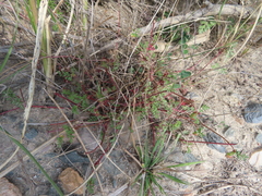 Pelargonium multicaule multicaule