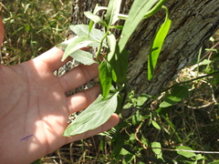 Solanum amygdalifolium