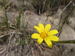 Osteospermum asperulum