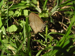 Euptychiina