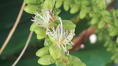 Ptychosperma macarthurii