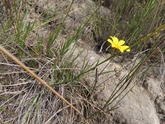 Osteospermum asperulum
