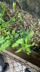 Nephrolepis exaltata