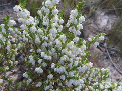 Erica fimbriata