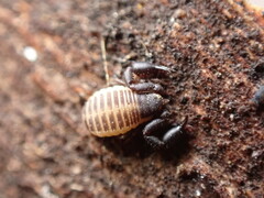 Rhacochelifer maculatus