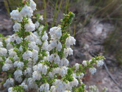 Erica fimbriata