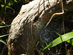 Aglaoctenus lagotis