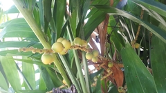 Ptychosperma macarthurii